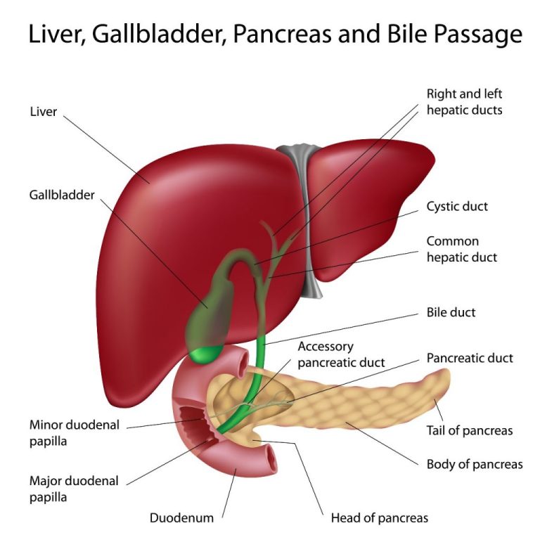 HPB Surgeon: Specialists in hepatopancreatobiliary procedures